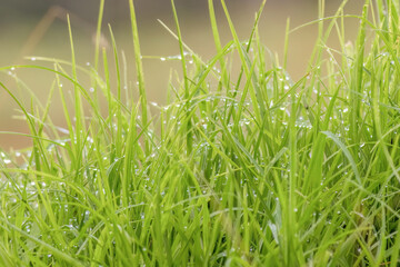 Blades of grass covered in raindrops, macrophotography captured in a farm in the eastern Andean mountains of central Colombia, near the Iguaque natural reserve.