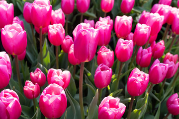 チューリップ畑