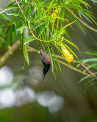 Male Loten&rsquo;s sunbird diving from branch in mid-flight