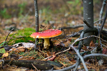 Fly agaric on autumn forest background.