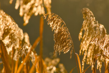 Backlit reed grass glowing in autumn sunlight