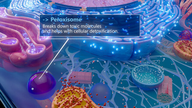 3D illustration of a peroxisome involved in cellular detoxification