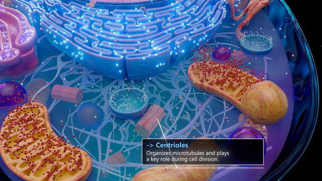 3D illustration of centrioles involved in cell division