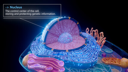 3D illustration of the cell nucleus containing genetic material