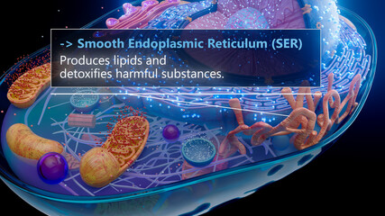 3D illustration of the smooth endoplasmic reticulum producing lipids