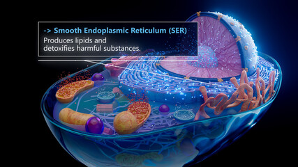 3D illustration of the smooth endoplasmic reticulum producing lipids