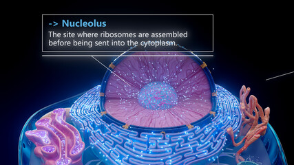 3D illustration of the nucleolus inside a cell nucleus