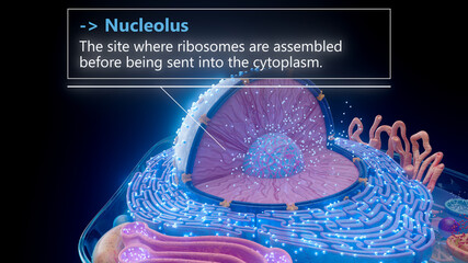 3D illustration of the nucleolus inside a cell nucleus