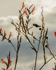 Naklejka premium The silhouette of a hummingbird feeding on Indian shot flowers, against an overcast sky at sunset, in a forest in the eastern Andean mountains of central Colombia, near the Iguaque natural reserve.