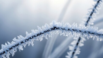 Obraz premium Grass blades edged with frost, representing freezing temperatures and winter seasonal conditions.