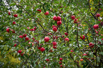 Organic red ripe apples on a tree in the garden.