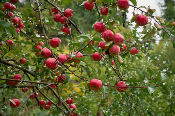 Obraz premium Organic red ripe apples on a tree in the garden.