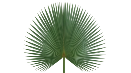 Isolated palmetto frond offers tropical vibe; botanical leaf with radiating ribs, veins, and texture