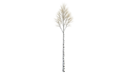 Isolated paper birch tree standing tall, its bare branches reaching up, awaiting spring bloom