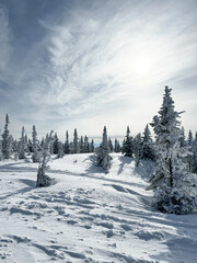 Snowy forest hillside with frosted pine trees under bright sky.