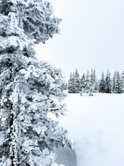 Snowy forest with birch and pine trees in winter