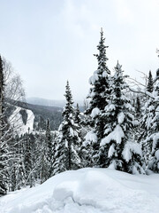 Snowy alpine forest with pine trees and mountain valley