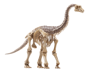 Majestic Brachiosaurus skeleton, large ancient creature from prehistory. This fossil shows full anatomy of giant herbivore dinosaur, paleontology theme