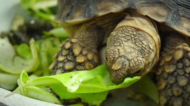 A close-up view of a turtle happily enjoying fresh leafy greens from a feeding tray, ideal for documentary footage and educational media exploring the fascinating world of turtles.