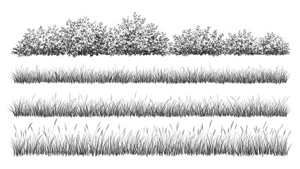 Set of detailed black and white line art vector illustrations featuring various grasses, reeds, and bushes on a white background, ideal for architectural and landscape design drawings  © Utpol