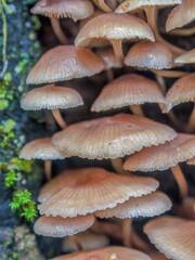 Macrophotography view of mycena mushrooms growing on a tree stump, in a forest in the eastern Andean mountains of central Colombia, near the Iguaque natural reserve.