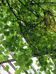 Green leaf canopy viewed from below with natural light