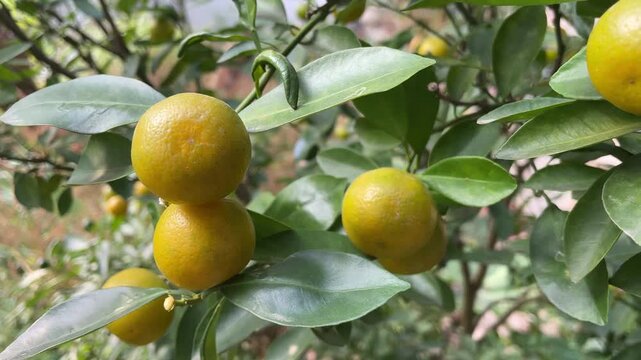 Video of ripe yellow kumquat fruits hanging on lush green branches in a Vietnamese garden, traditional ornamental citrus for festive decoration.