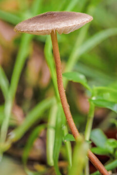 A strobilurus esculentus mushroom growing among clover herbs, in a forest in the eastern Andean mountains of central Colombia, near the Iguaque natural reserve.