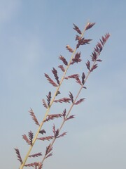 Eragrostis elongata flower or Clustered Lovegrass and Close-headed Lovegrass