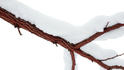 Isolated branch of a tree covered in fresh snow, wintery nature scene, beautiful peaceful view