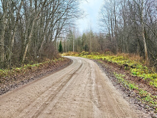 A winding dirt road meanders through a forest in the fall, showcasing the stark beauty of bare trees alongside the vibrant hues of colorful foliage blanketing the ground