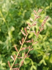 Eragrostis elongata flower or Clustered Lovegrass and Close-headed Lovegrass