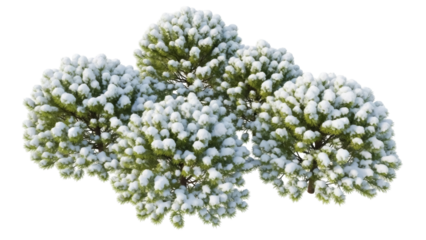 Isolated group of coniferous trees covered in snow, wintry landscape garden design element