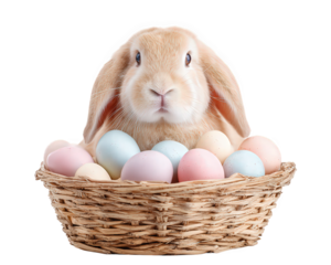 Cute fluffy bunny in wicker basket with colorful pastel Easter egg. An adorable animal celebrating spring holiday with happy, festive, and sweet expression