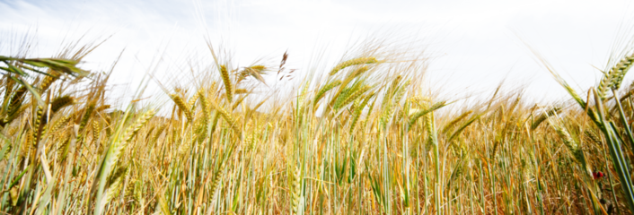 Primer plano de espigas doradas de cebada con aristas largas, bajo cielo azul vibrante listo para cosecha.abundancia natural y ritmo estacional, simbolizando crecimiento, madurez y armonía agrícola.