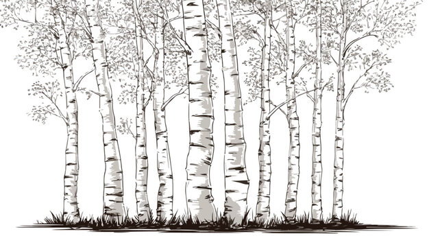 Minimalist Birch Tree Vector Illustration for Creative Designs