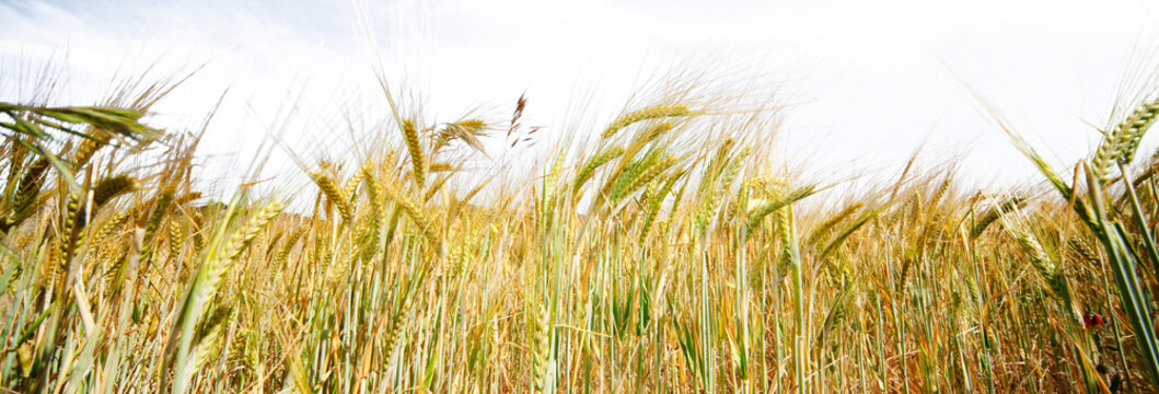 Primer plano de espigas doradas de cebada con aristas largas, bajo cielo azul vibrante listo para cosecha.abundancia natural y ritmo estacional, simbolizando crecimiento, madurez y armon&iacute;a agr&iacute;cola.