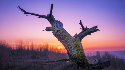 A solitary weathered tree stands majestically silhouetted against a breathtaking twilight sky, painting a dramatic landscape with vibrant hues of purple, orange, and pink at the tranquil close of day