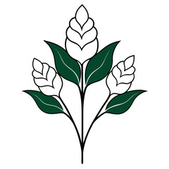 celosia white flower line art on white