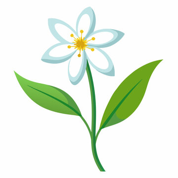 cerastium  fontanum flower vector on white