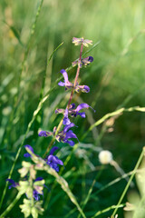 Meadow sage, purple flowers on wild meadow. Salvia pratensis.