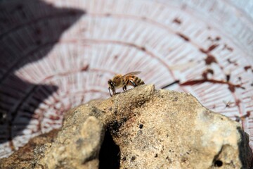 European Honey Bee (Apis mellifera) collecting water from wet limestone rock, South Australia