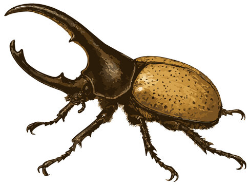 Dynastes hercules illustration art