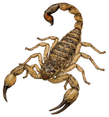 Isometrus maculatus illustration art