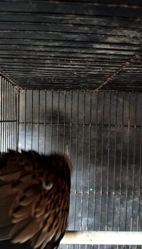 turtle doves in cages chirping
