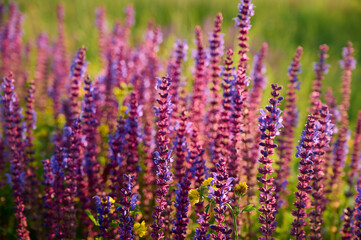 Obraz premium Purple sage flowers blooms in the summer meadow.
