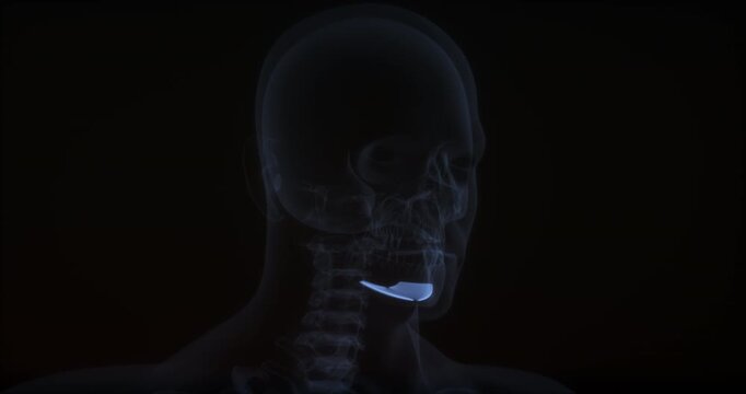 Mylohyoid muscle in human body. X Ray