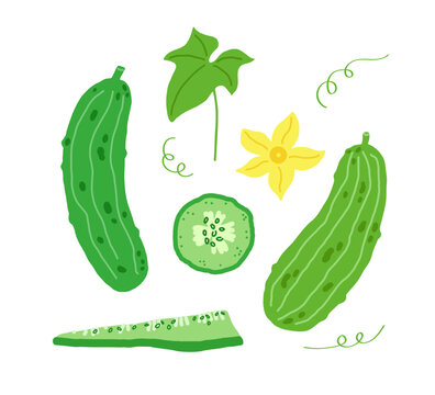 Cucumbers set on isolated background. Cut cucumber slice top view, flower, leaf. Gherkin, Food, garden, farm vegetable, harvest. Botanical vector illustration. Design elements for card, label, sign