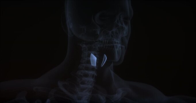 Thyrohyoid muscle in human body. X Ray