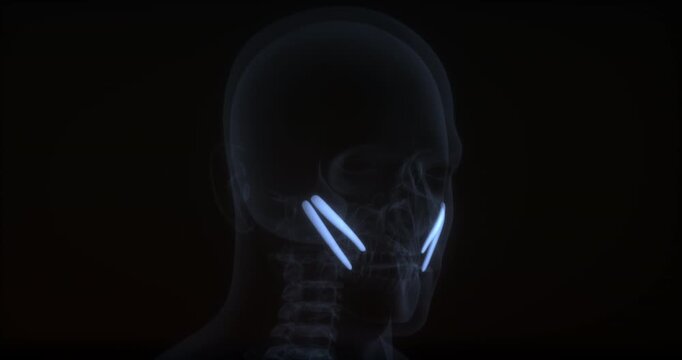 Zygomaticus major and minor muscles in human body. X Ray. Loop